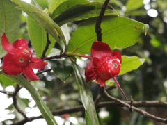 Ochna