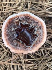 Hydnellum peckii