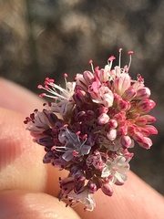 Eriogonum nudum
