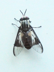 Chrysops delicatulus