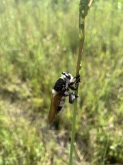 Mallophora bomboides
