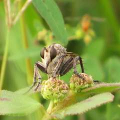 Triorla interrupta