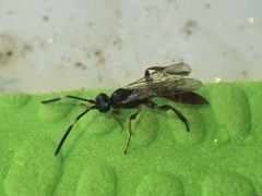 Agrothereutina