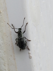 Cyrtepistomus castaneus