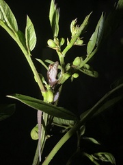 Aristelliger praesignis