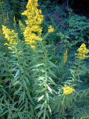 Solidago lepida