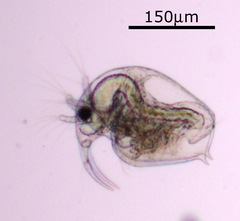 Bosmina longirostris