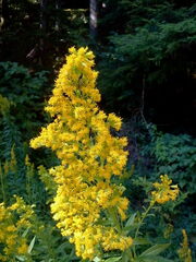 Solidago lepida