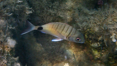 Diplodus sargus