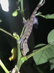 Aristelliger praesignis