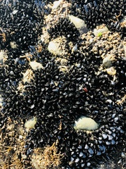 Xenostrobus neozelanicus
