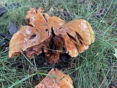 Suillus americanus