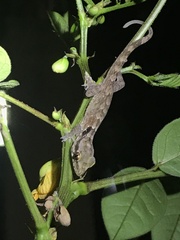 Aristelliger praesignis