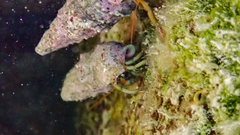 Clibanarius erythropus