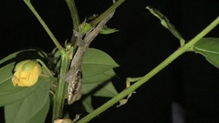 Aristelliger praesignis