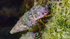 Clibanarius erythropus