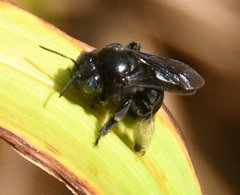 Melissodes bimaculatus