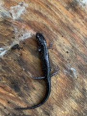 Plethodon chlorobryonis