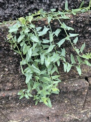 Convolvulus arvensis