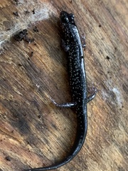Plethodon chlorobryonis