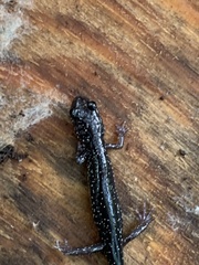 Plethodon chlorobryonis