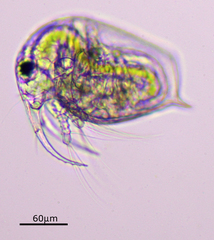 Bosmina longirostris