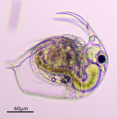 Bosmina longirostris