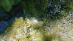 Padina pavonica