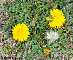 Taraxacum