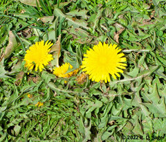 Taraxacum