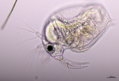 Bosmina longirostris