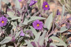 Solanum centrale