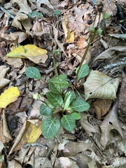 Pyrola americana