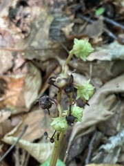 Pyrola americana