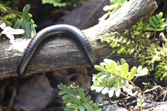 Archispirostreptus syriacus