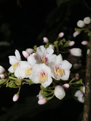 Adelobotrys adscendens