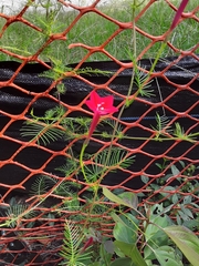 Ipomoea quamoclit