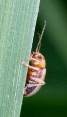 Colaspis brunnea