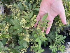 Schinus terebinthifolia