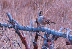 Cinclodes albiventris