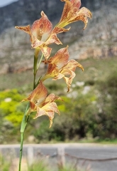 Gladiolus maculatus
