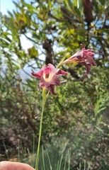 Gladiolus maculatus