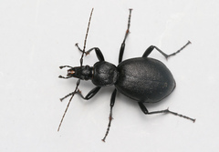 Cychrus caraboides