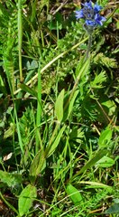 Veronica wormskjoldii