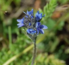 Veronica wormskjoldii