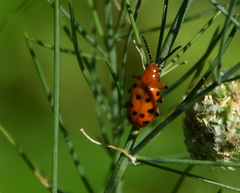 Crioceris duodecimpunctata