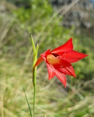Gladiolus priorii
