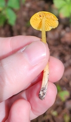 Hygrocybe ceracea
