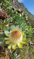 Protea nitida