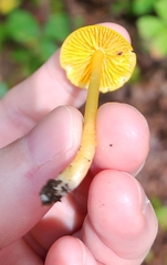 Hygrocybe ceracea